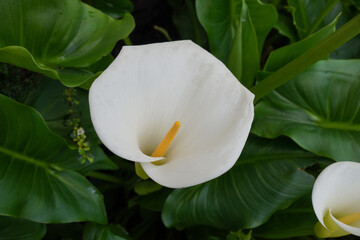white lily floral background. beautiful calla lily and green leaves. purity and peace natural background 