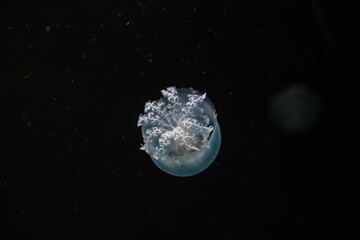 Moon Jellies a type of jelly fish commonly found in Gulf of Mexico