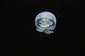 Moon Jellies a type of jelly fish commonly found in Gulf of Mexico