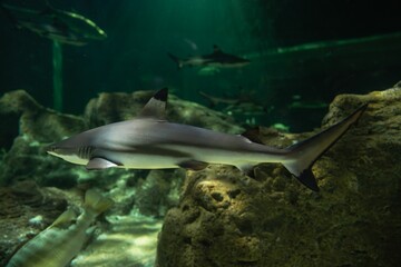 Apex Predators in the Marine Ecosystem