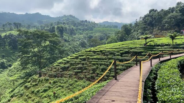 Landscape of fresh green tea leaves on a bush in Gunung Gambir, Jember, Indonesia. Slow panning captures the vibrant, lush tea plantations, highlighting the natural beauty and vitality of the leaves.