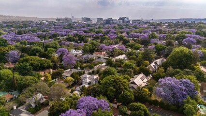 Obraz premium View of a cityscape blanketed in vibrant purple hues of jacaranda blossoms in Johannesburg