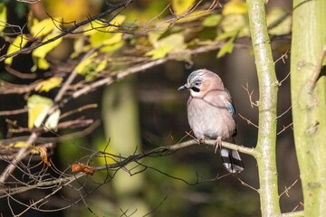 Eurasian Jay rests on a branch amidst the captivating scenery of a North German woodland