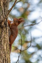 Brown squirrel perched on a piece of tree bark