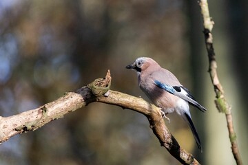 Eurasian Jay rests on a branch amidst the captivating scenery of a North German woodland