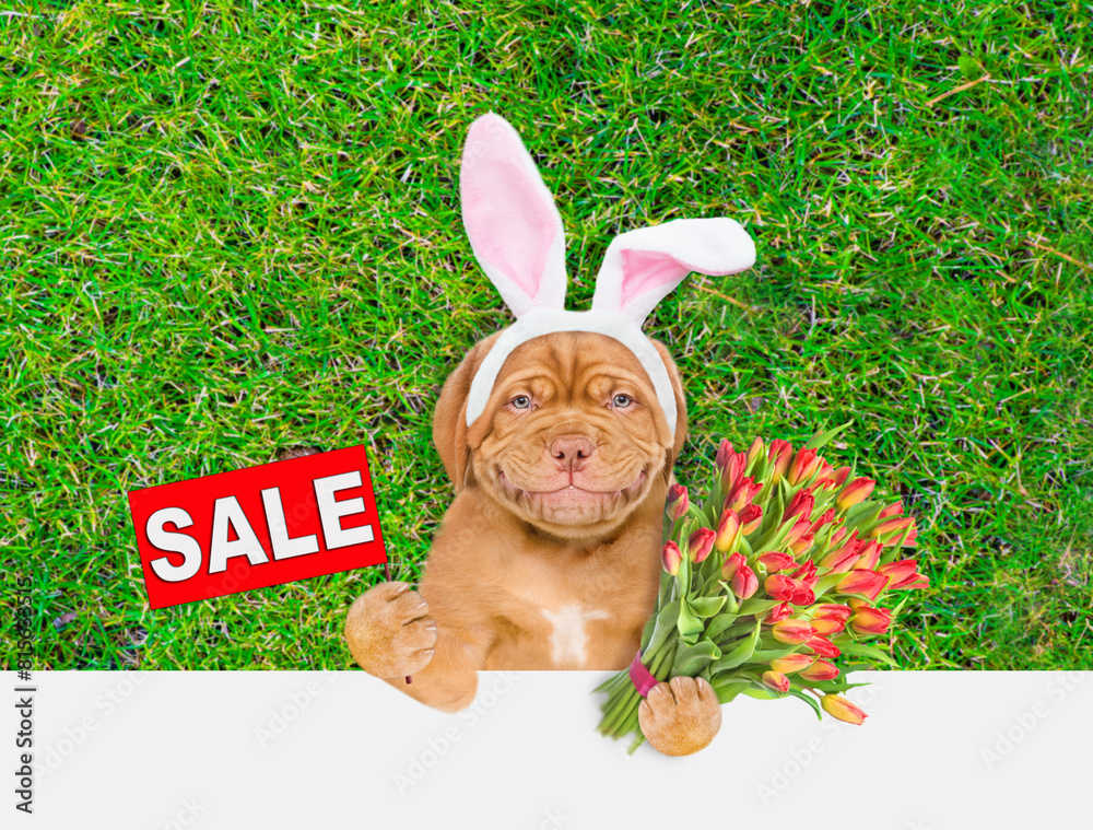 Aufkleber Cute Mastiff puppy wearing easter rabbits ears holds bouquet of tulips and shows signboard with labeled 