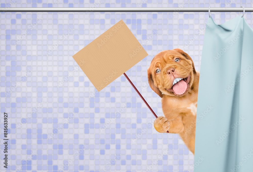 Poster happy mastiff puppy with big funny teeth peeking out from behind the shower curtain in the bathroom 