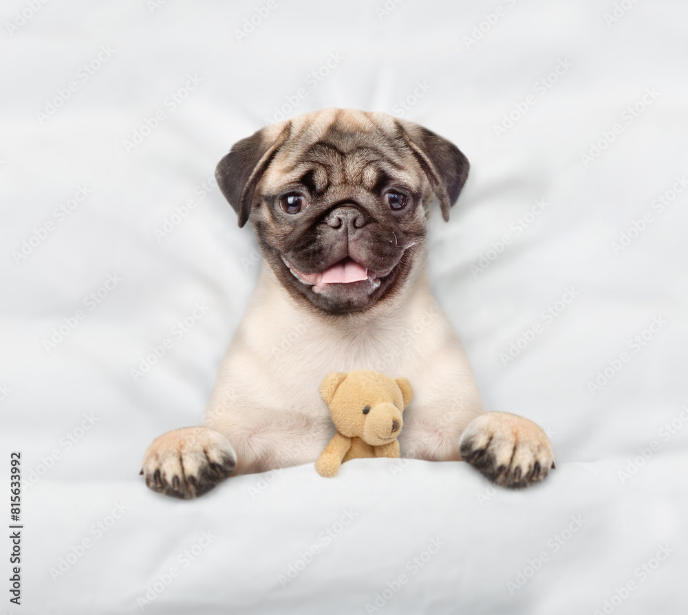 Poster cozy pug puppy lying on a bed at home and hugging toy bear. top down view