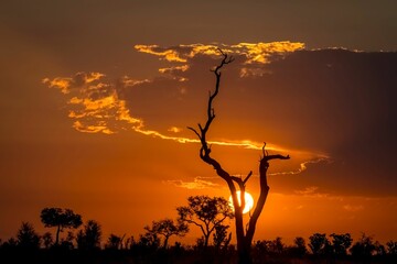 Solitary tree stands silhouetted against a vibrant orange sky at sunset