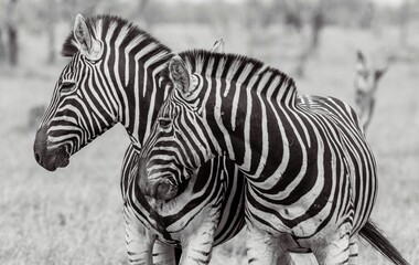 Closeup of two zebras standing on a grassy plain in grayscale © Wirestock