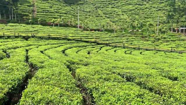 Landscape of fresh green tea leaves on a bush in Gunung Gambir, Jember, Indonesia. Slow panning captures the vibrant, lush tea plantations, highlighting the natural beauty and vitality of the leaves.