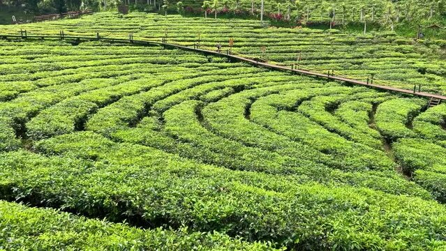 Landscape of fresh green tea leaves on a bush in Gunung Gambir, Jember, Indonesia. Slow panning captures the vibrant, lush tea plantations, highlighting the natural beauty and vitality of the leaves.