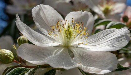 white magnolia blossom, 