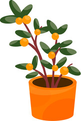 Kumquat plant in the flowerpot