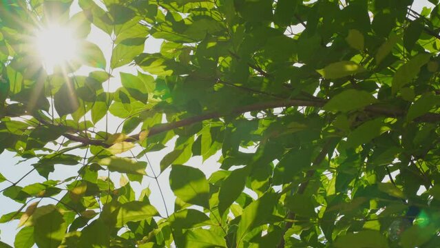 nature and landscape concept with tropical tree and cloudy sky background