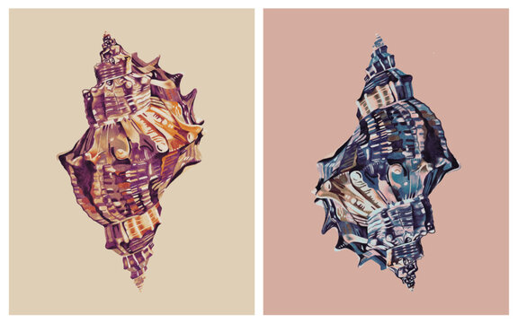 seashell poster collection