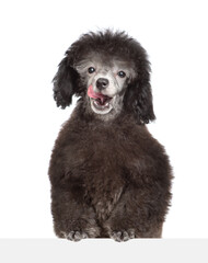 licking lips young black poodle puppy looks above empty white banner. Isolated on white background