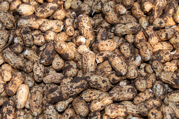 Fresh peanuts plants with roots plants harvest of peanut plants.