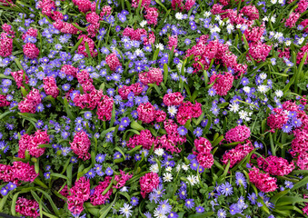 Obraz premium Blue Shades Anemones and Pink Pearl Hyacinths blooming in a garden