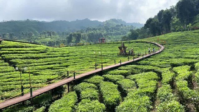 Landscape of fresh green tea leaves on a bush in Gunung Gambir, Jember, Indonesia. Slow panning captures the vibrant, lush tea plantations, highlighting the natural beauty and vitality of the leaves.