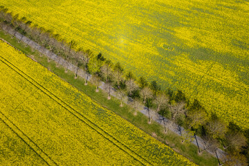 Aerial view of big rape field. A lot of yellow rape flowers on a sunny day. 