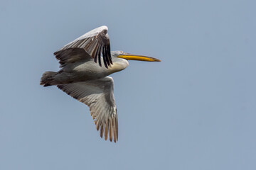 Dalmatian pelican flying in the sky with wide opened wings