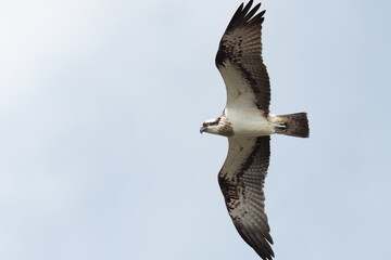 Obraz premium Osprey flying in the sky with wide opened wings