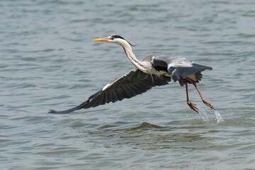 Grey heron flies out of water