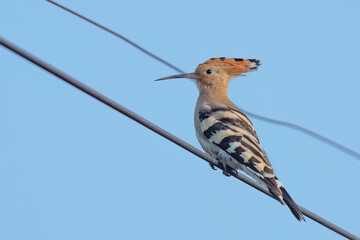 Eurasian hoopoe perched on an electrical cable