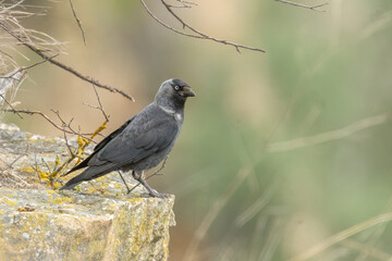 Western jackdaw perched on a edge of cliff