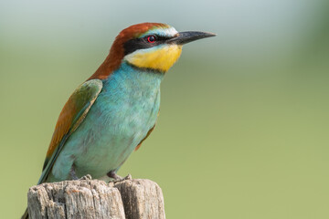 European bee-eater perched on a wooden pole