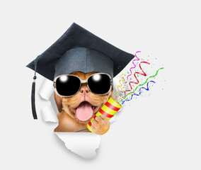 Сollege graduate dog explodes a firecracker through the hole in white paper