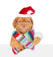 Happy Mastiff puppy wearing red santa hat and warm knitted woolen scarf holds snowball above empty white banner. Isolated on white background