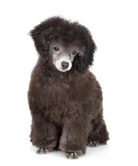 Cute young black poodle poppy sitting in front view and looking at camera. Isolated on white background