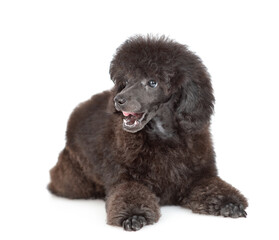 Hungry licking lips black poodle puppy lying and looking away on empty space. Isolated on white background