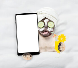 Happy Pug puppy with towel on it head, with a piece of cucumber on it eyes and with cream on face, relaxing on the bed at home and showing big smartphone with white screen in it paw. Top down view