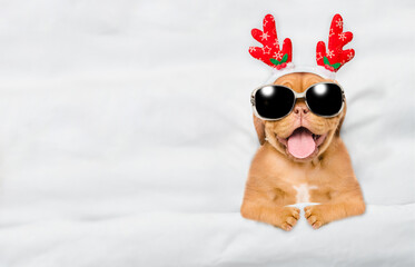 Happy Mastiff puppy dressed like santa claus reindeer  Rudolf with sunglasses lying under white blanket at home. Top down view. Empty space for text