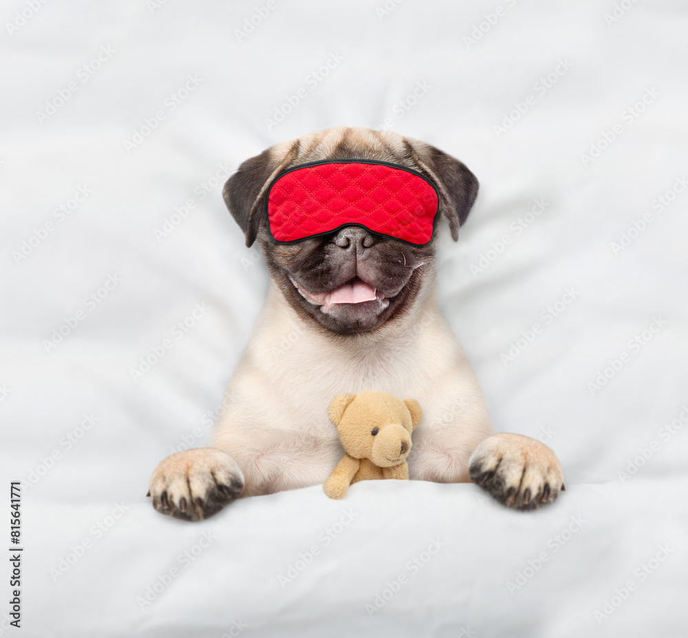 Sticker jack pug puppy wearing sleeping mask sleeps with toy bear under white blanket on a bed at home. top 