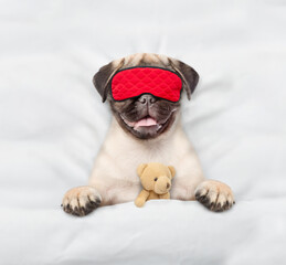 jack Pug puppy wearing sleeping mask sleeps with toy bear under white blanket on a bed at home. Top down view