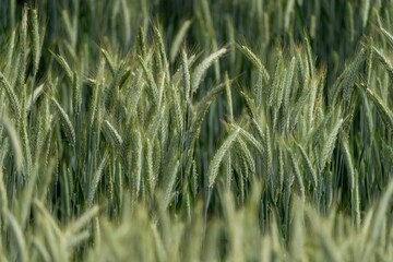 a field of green grass with the tops of several blades