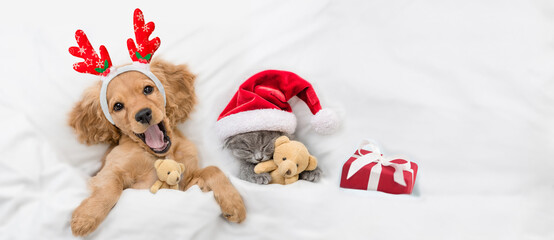 Yawning English Cocker spaniel puppy dressed like santa claus reindeer  Rudolf lying with cozy kitten under white blanket at home. Kitten hugs toy bears. Top down view. Empty space for text