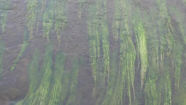 Backdrop of green algae swaying in the water of a river. Tormes River in Salamanca, Castilla y Leon, Spain