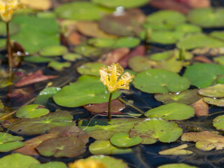 池に咲いたアサザの花