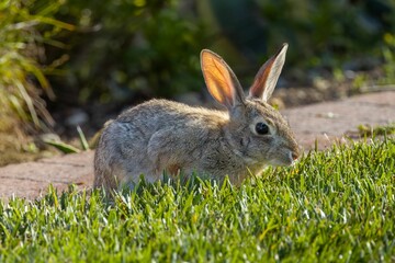 Brown rabbit with upright ears sits in a meadow of lush green grass
