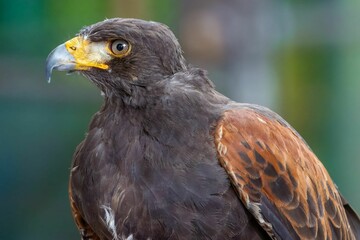 Fototapeta premium Majestic Harris hawk surveying its surroundings