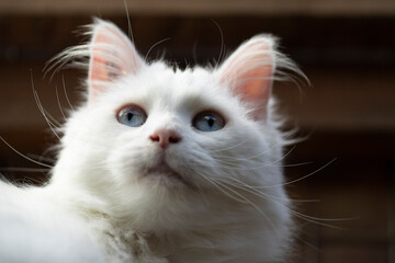 Porträt einer weißen langhaarigen Katze