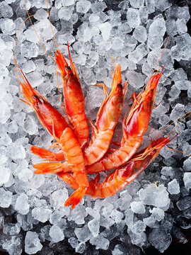 Fresh prawns over ice on dark blue background. Top View, copy space.