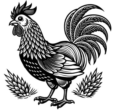 black and white rooster standing clip art preview