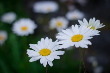Fototapeta premium Field of lush green grass is dotted with cheerful white daisies