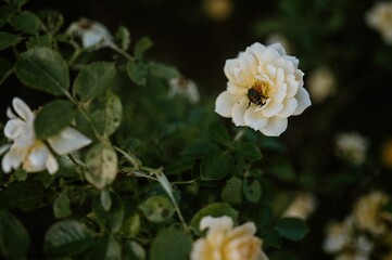 Obraz premium Close-up of an insect resting on a white rose with green foliage in the foreground